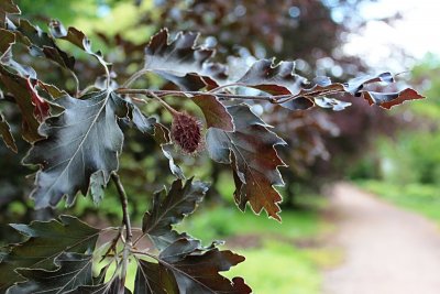 Fagus sylvatica 'Rohanii' - buk obecný lesní - plod a listy